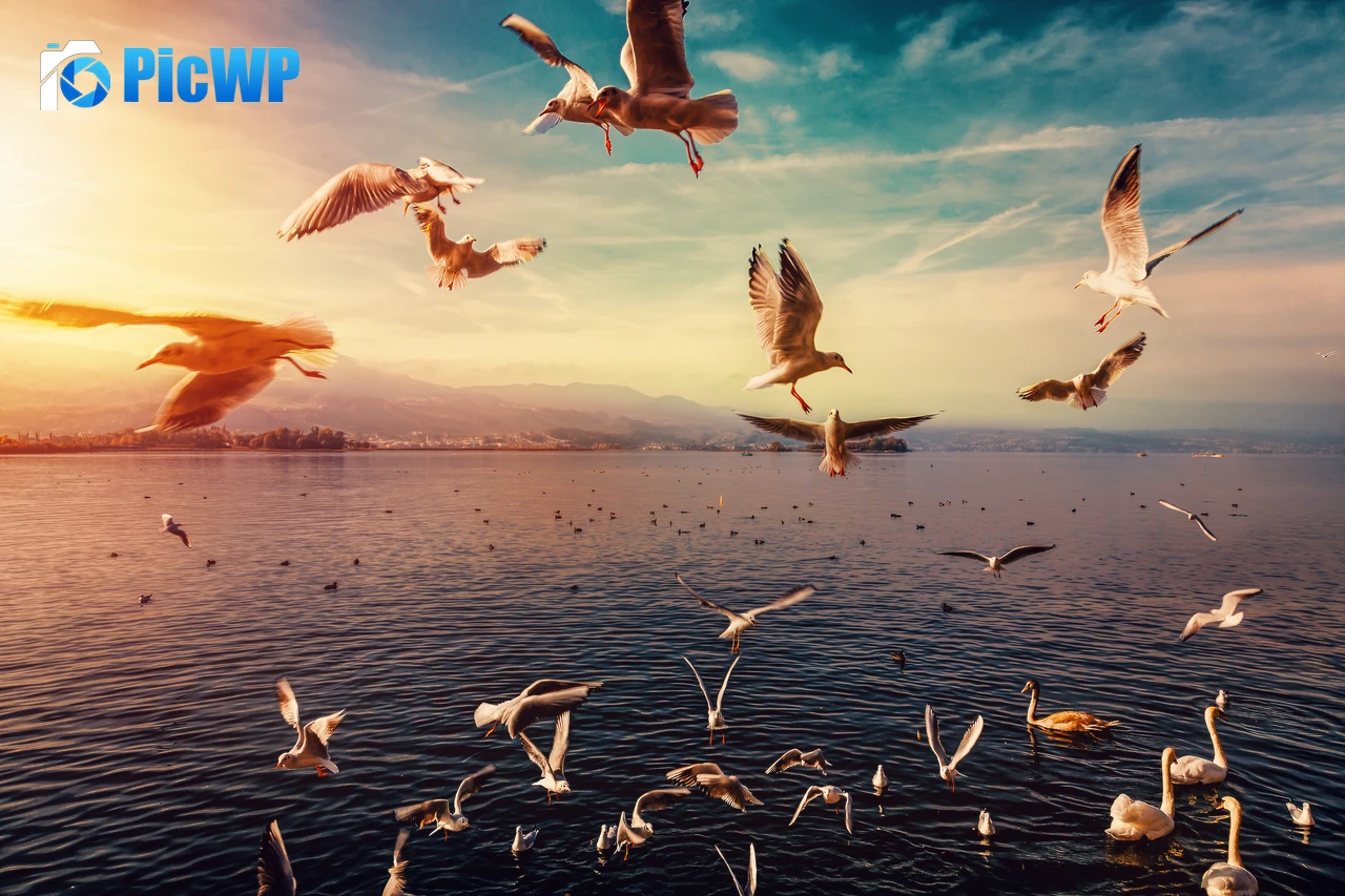 Seagulls Lake 6K PC Wallpaper