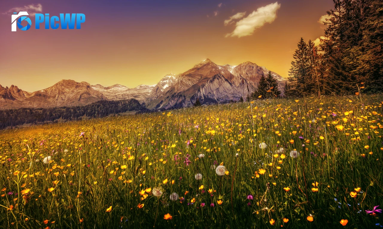 Buttercup field Yellow flower 6K PC Wallpaper
