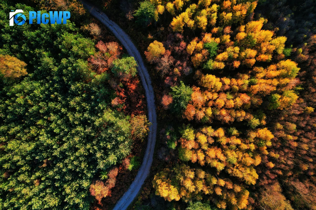 Autumn trees 6K PC Wallpaper
