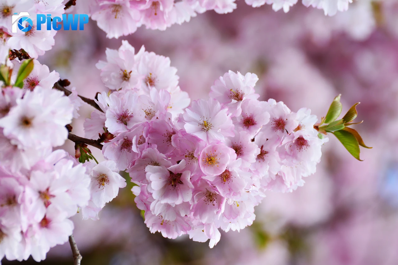 Cherry blossom Bloom 6K PC Wallpaper