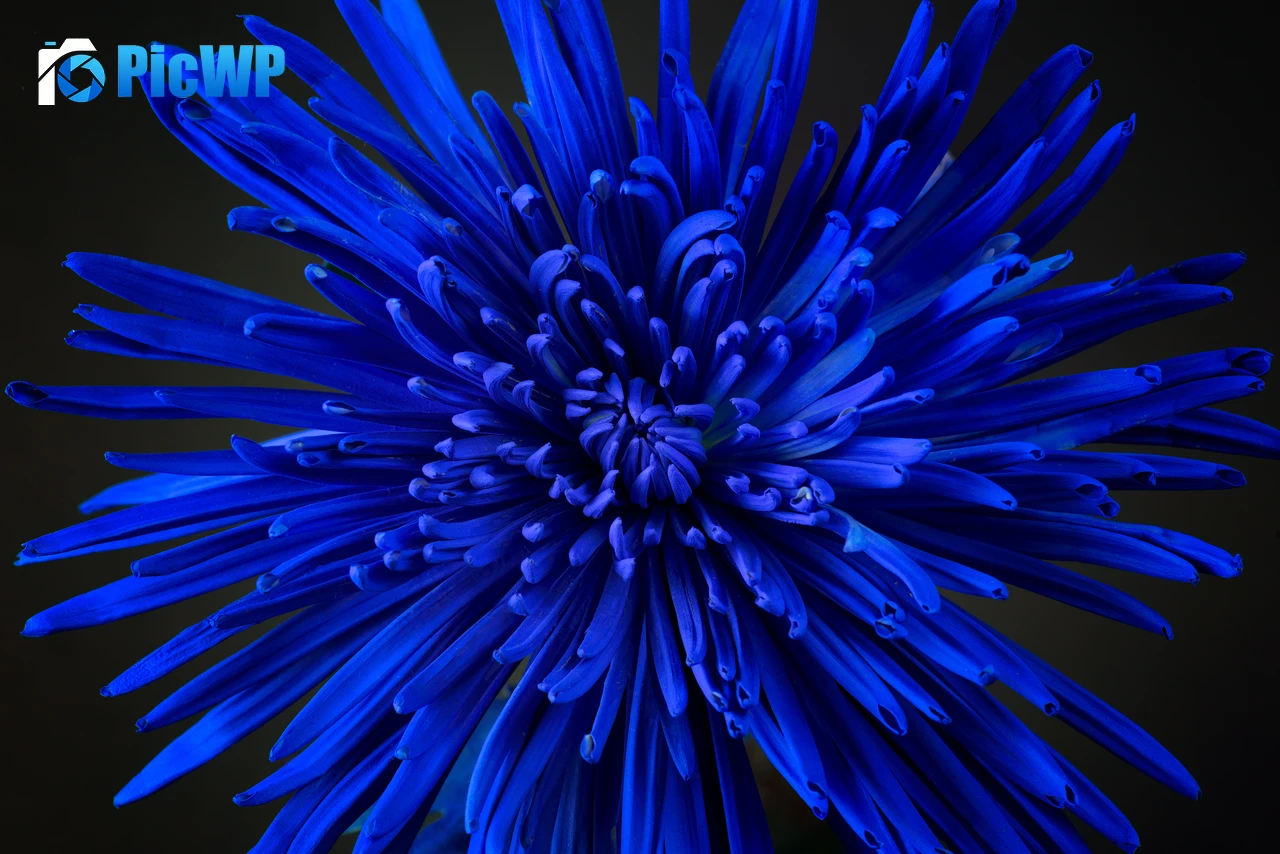Blue flower Chrysanthemum 7K PC Wallpaper
