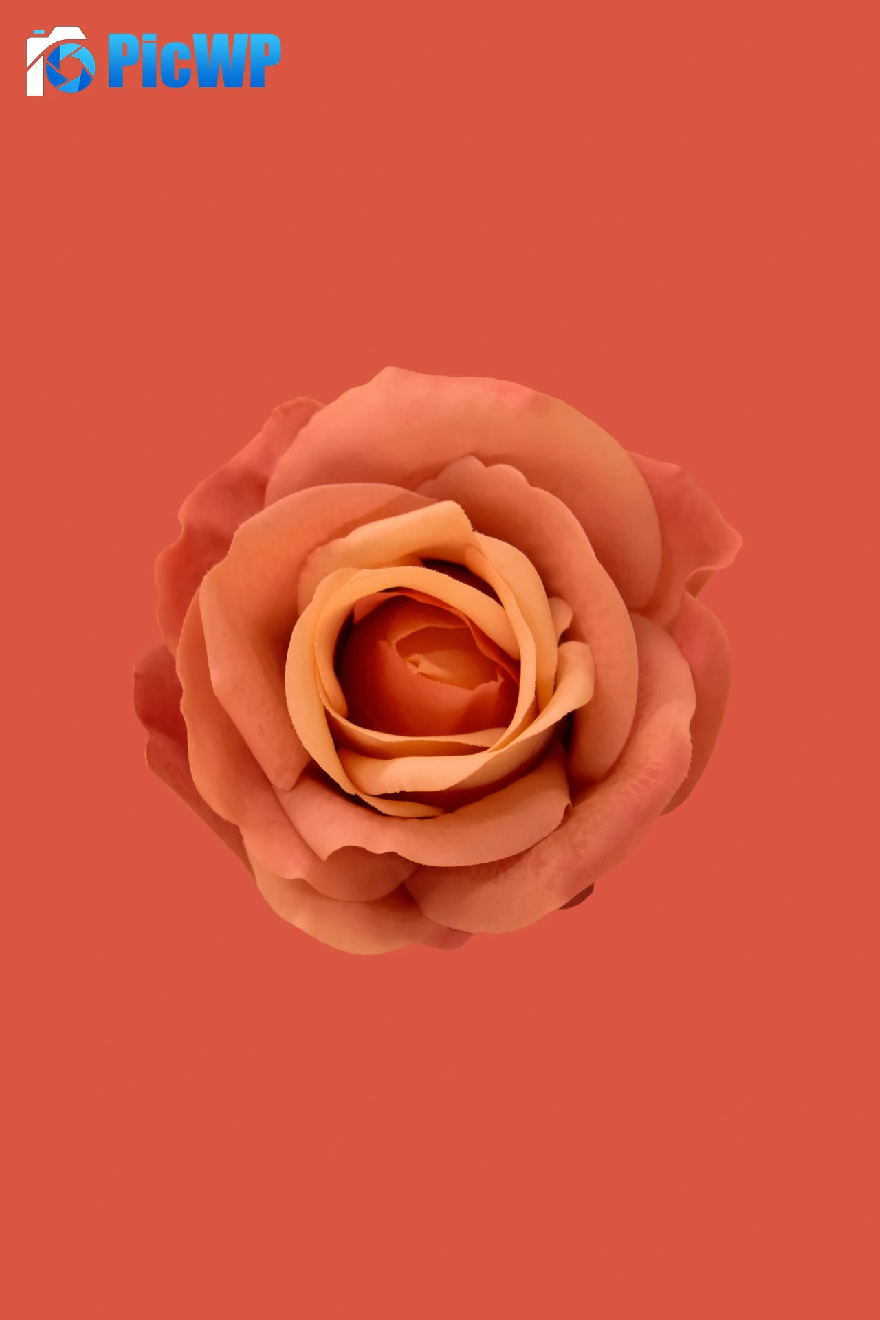 Orange Rose Blossom 9K Mobile Wallpaper