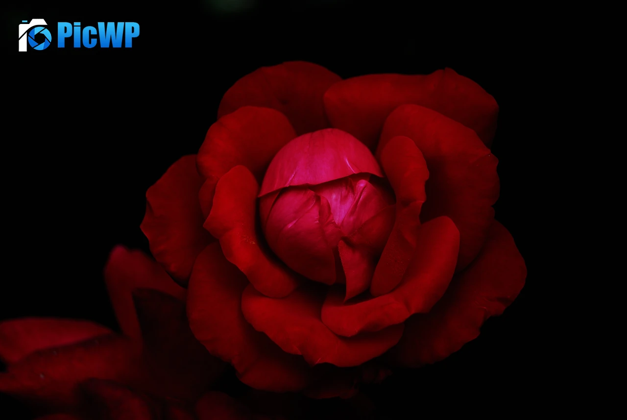 Hybrid tea rose Red Rose 4K PC Wallpaper