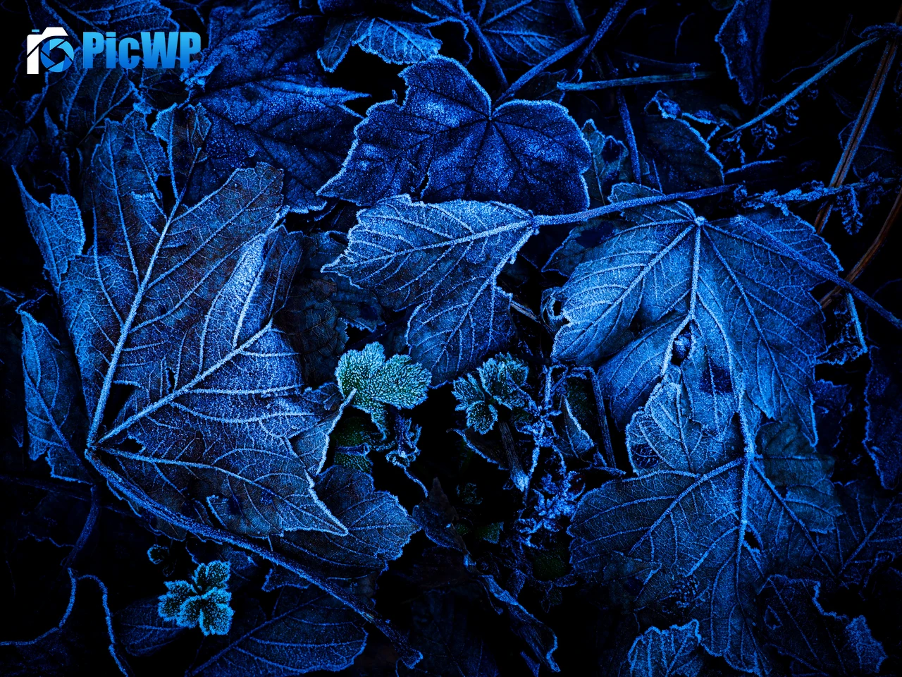 Frozen Leaves Foliage 6K PC Wallpaper