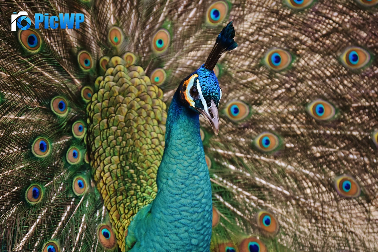 Peacock Bird 6K PC Wallpaper