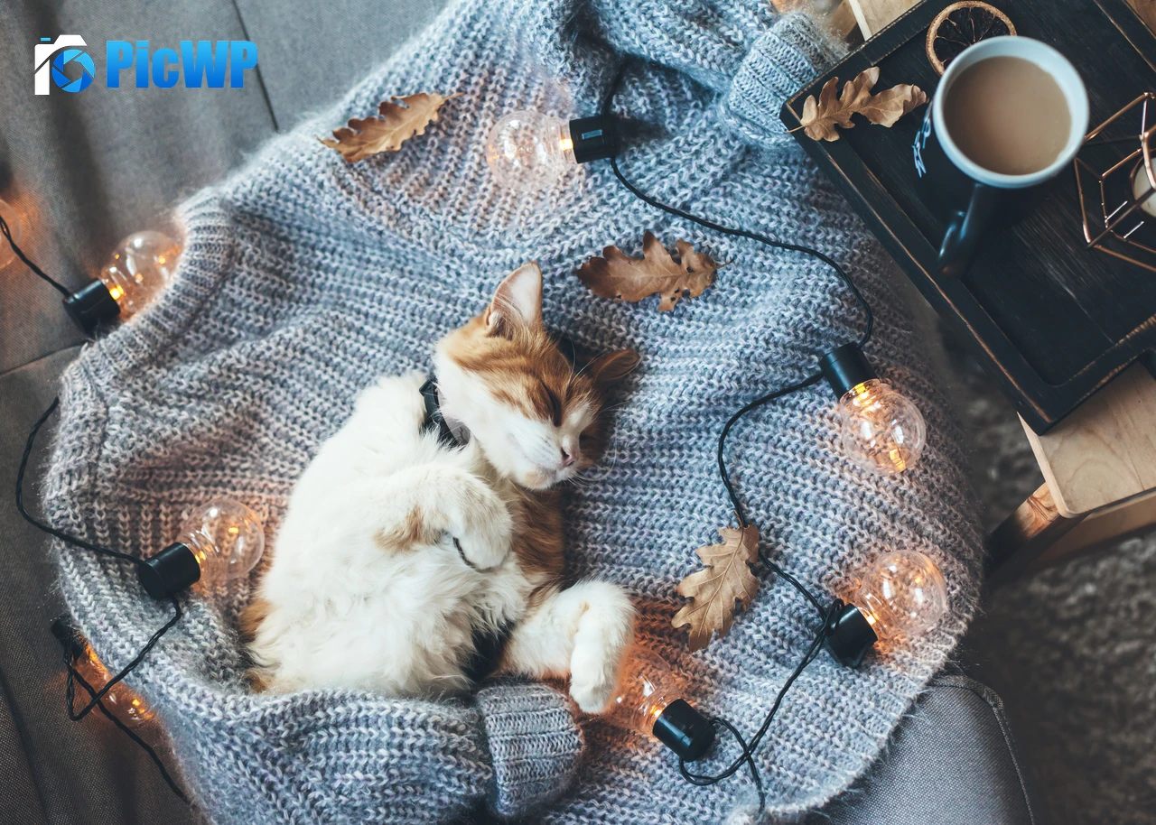 Cozy Cat 6K PC Wallpaper