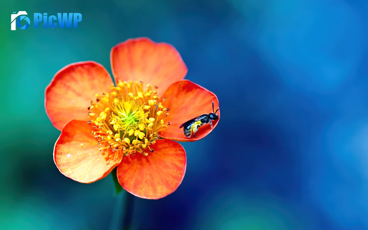 Bee Pollination 4K PC Wallpaper