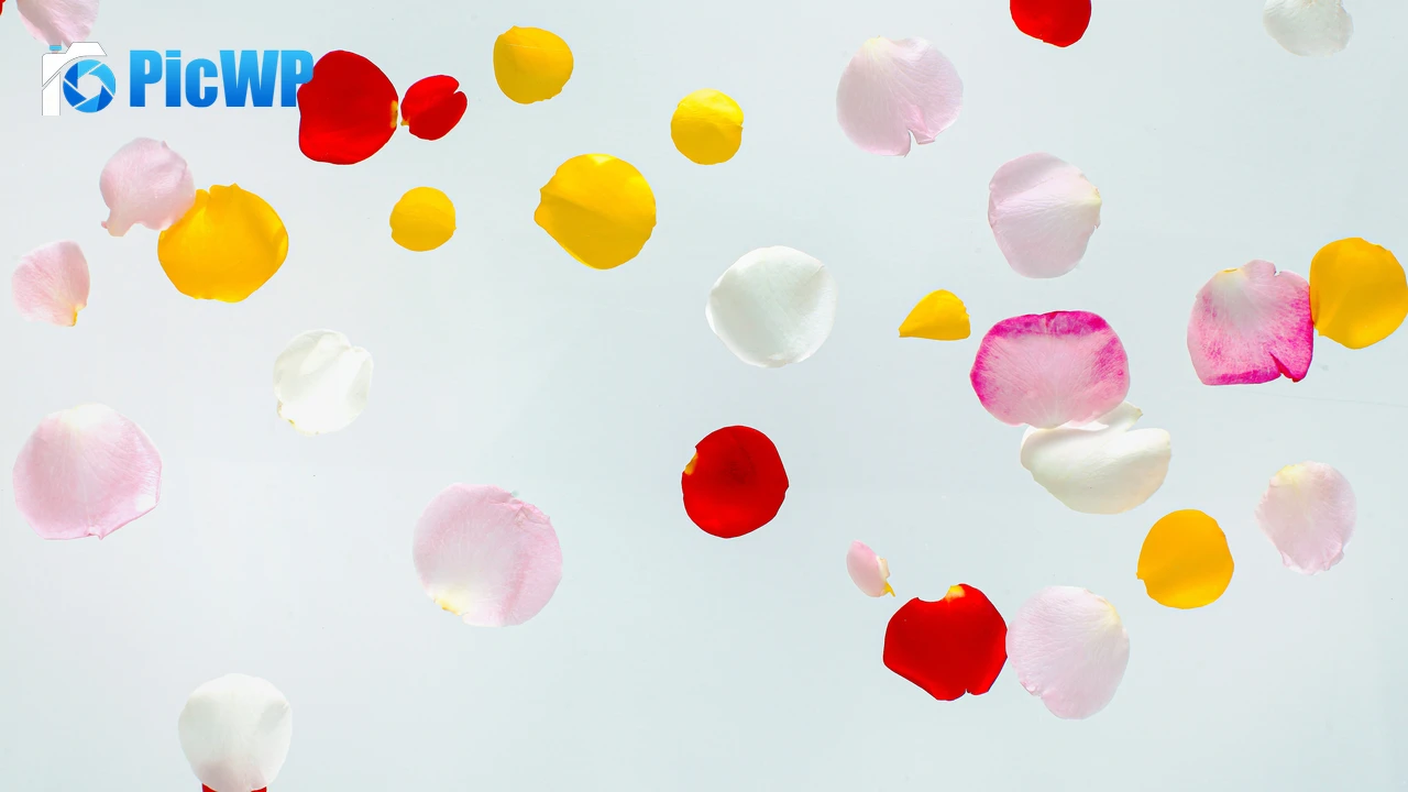 Colorful Petals Multicolor 6K PC Wallpaper