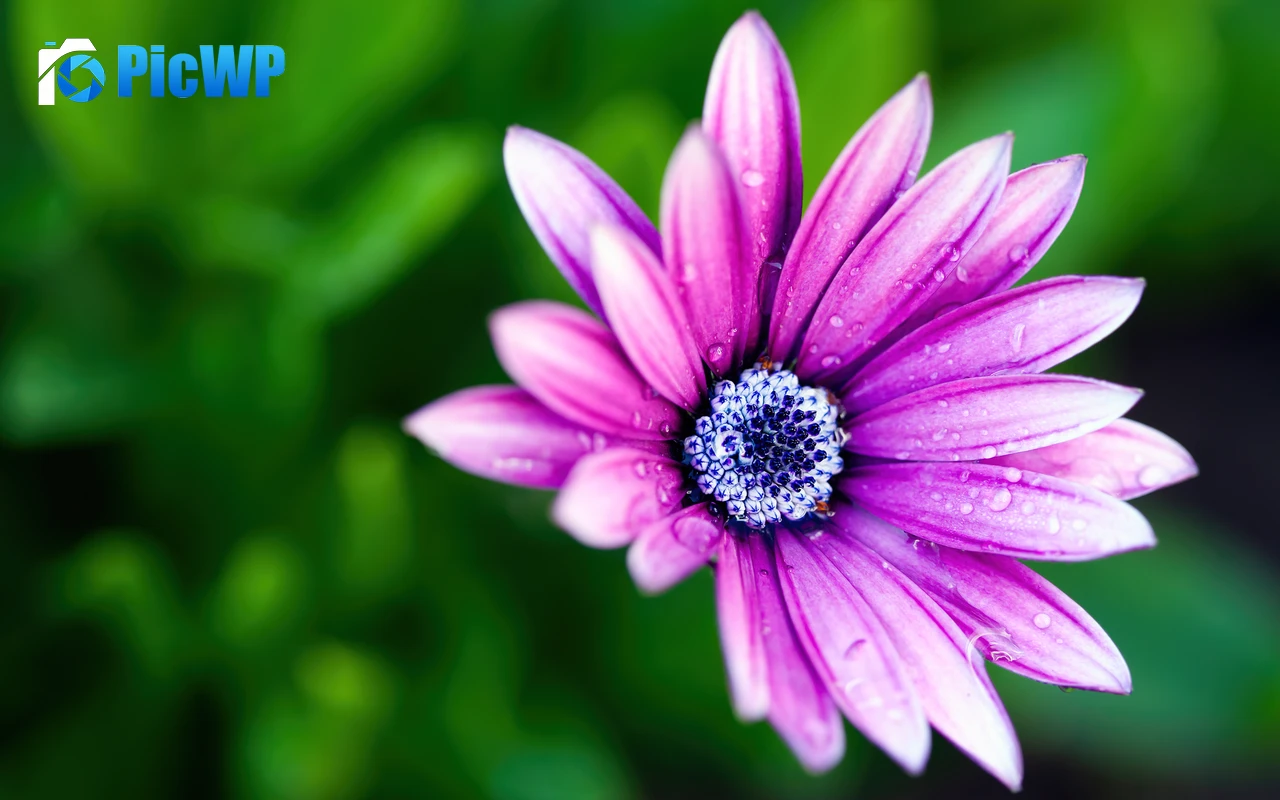 Pink Daisy Rain droplets 4K PC Wallpaper