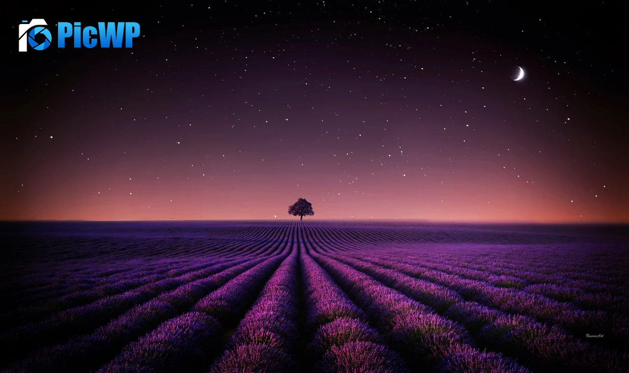 Lavender fields Solitude Tree 6K PC Wallpaper