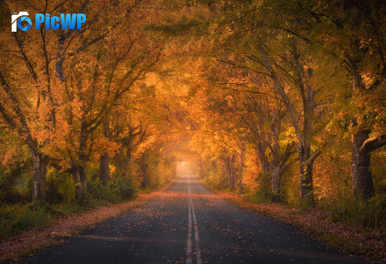 Autumn trees Road 8K PC Wallpaper