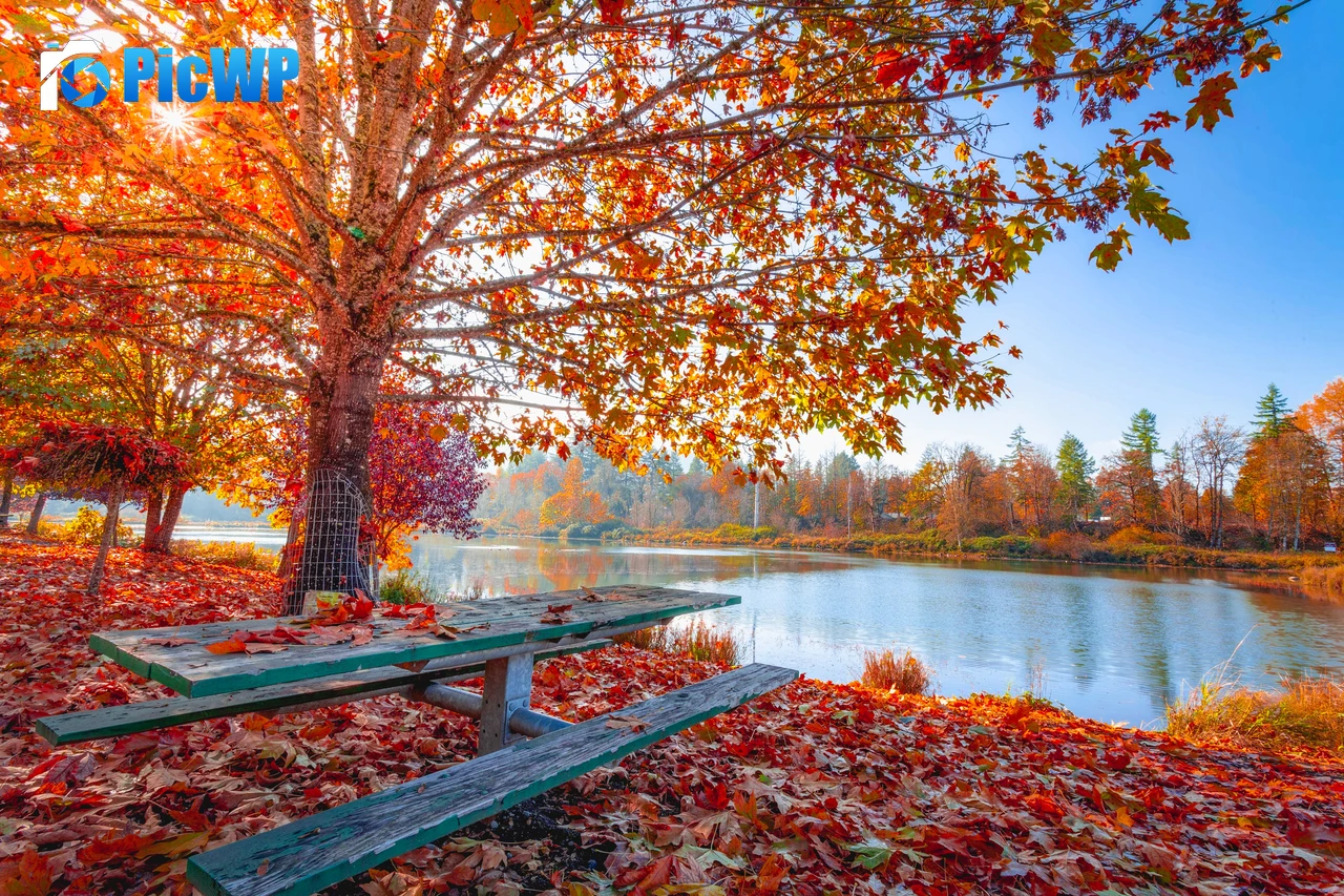 Autumn Maple tree 6K PC Wallpaper