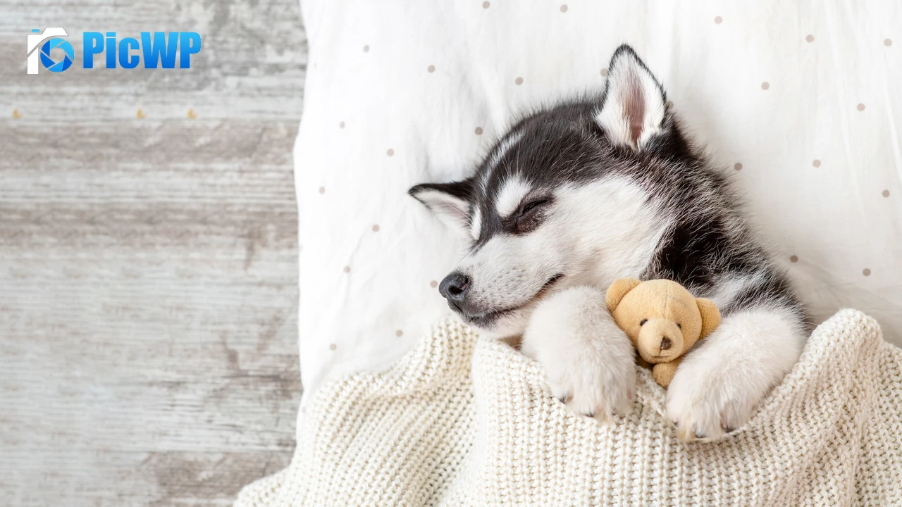Siberian Husky Teddy bear 6K PC Wallpaper