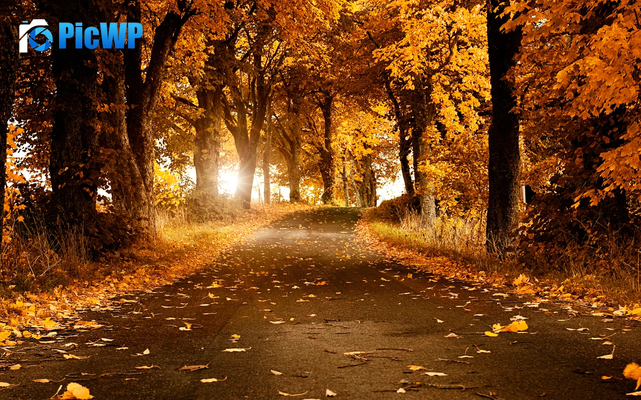 Fall Scenery 6K PC Wallpaper