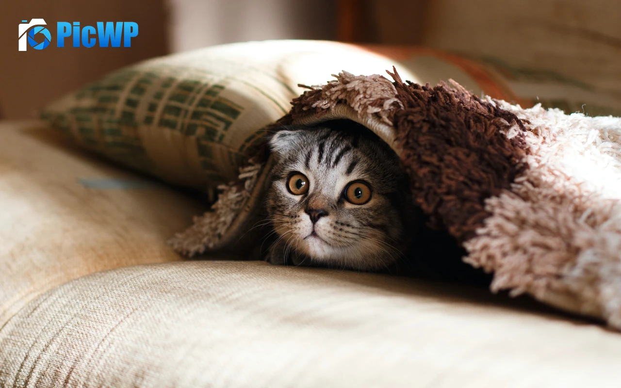 Cute Cat Cozy 6K PC Wallpaper