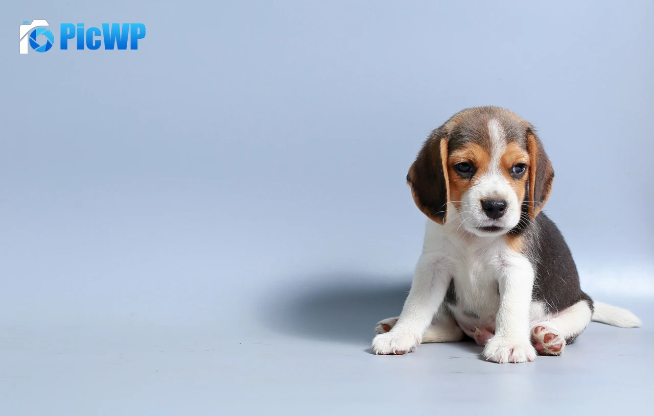 Beagle puppy Breed Dog 6K PC Wallpaper