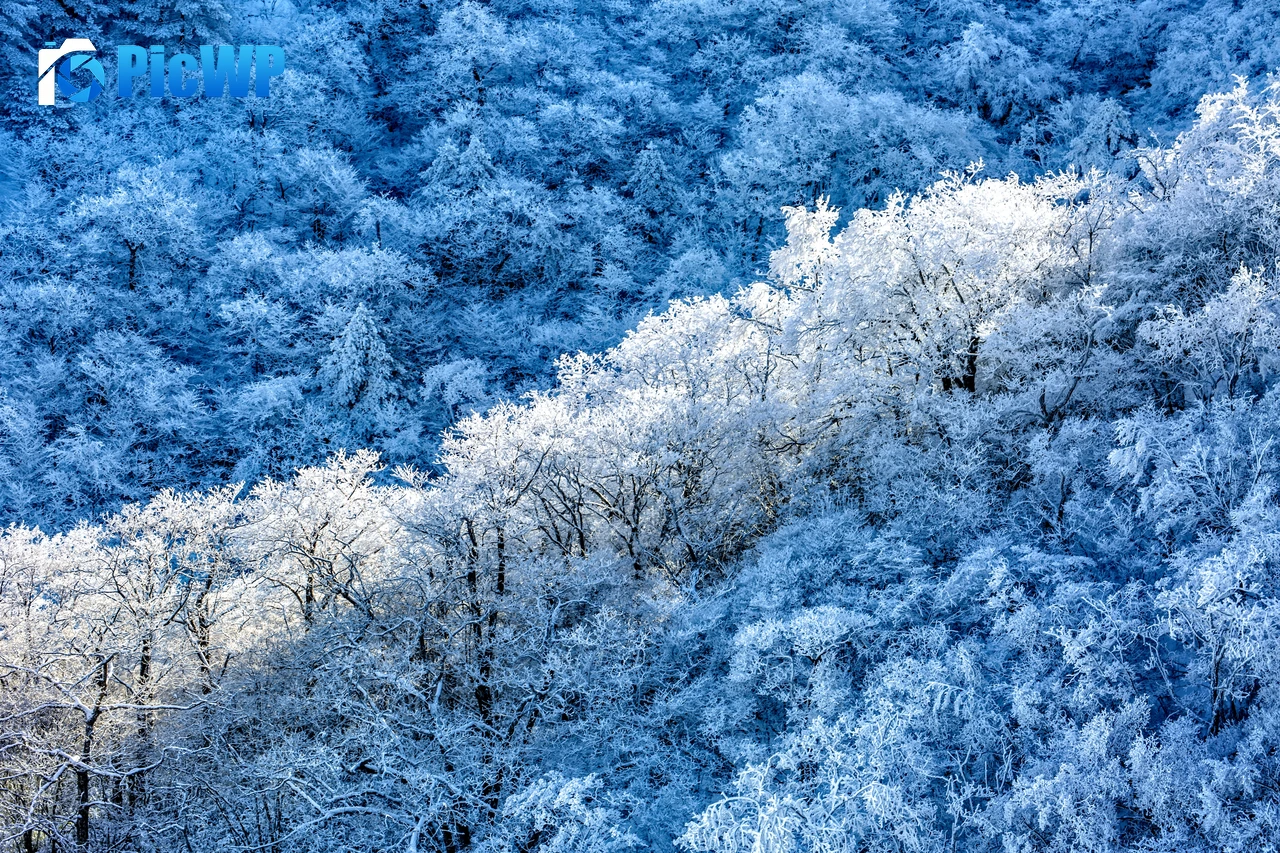 Winter forest Snow covered 6K PC Wallpaper