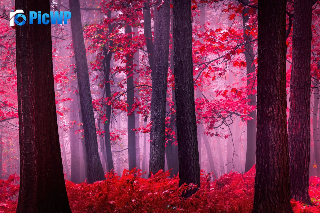 Serene Autumn Forest 6K PC Wallpaper