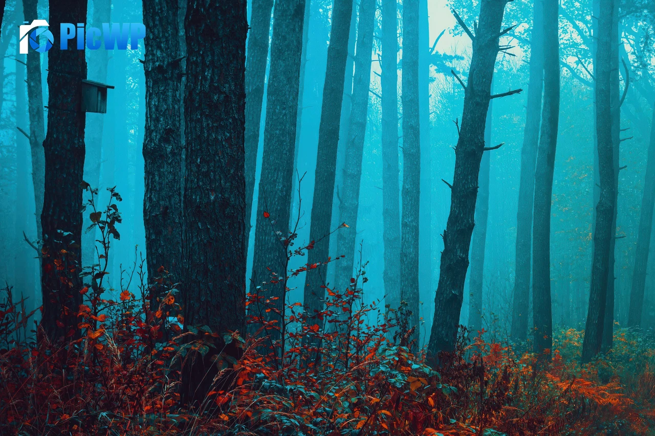 Foggy forest Enchanting 4K PC Wallpaper