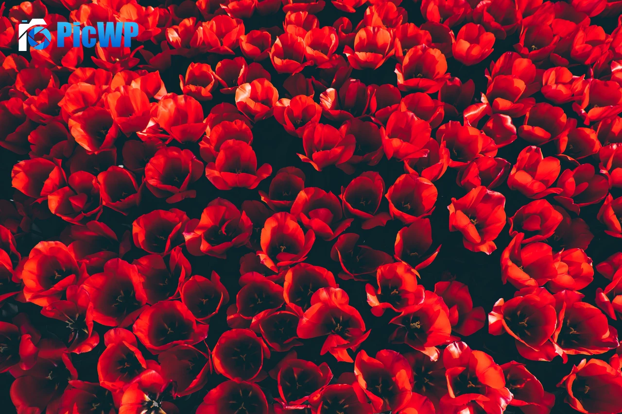 Red Tulips Flower garden 4K PC Wallpaper