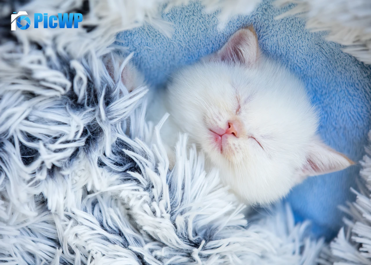 Cute Kitten Sleeping 4K PC Wallpaper