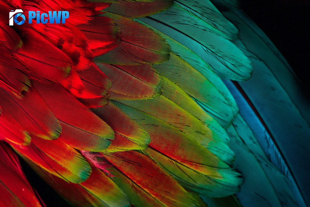 Parrot feathers Colorful 6K PC Wallpaper