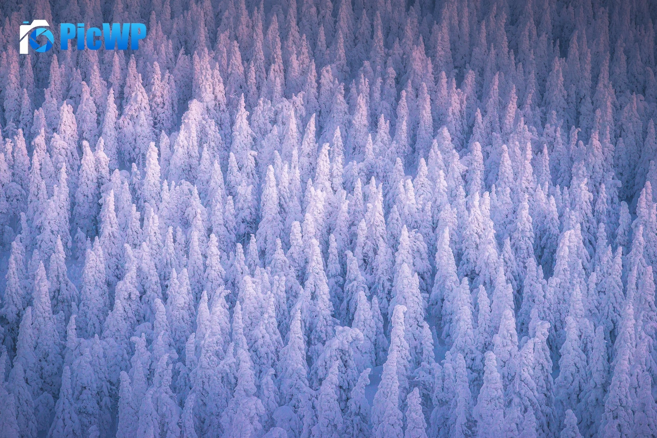 Snow covered Winter forest 6K PC Wallpaper