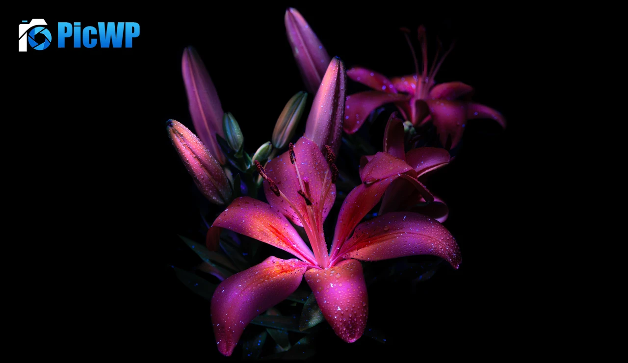Purple lily Dark aesthetic 9K PC Wallpaper
