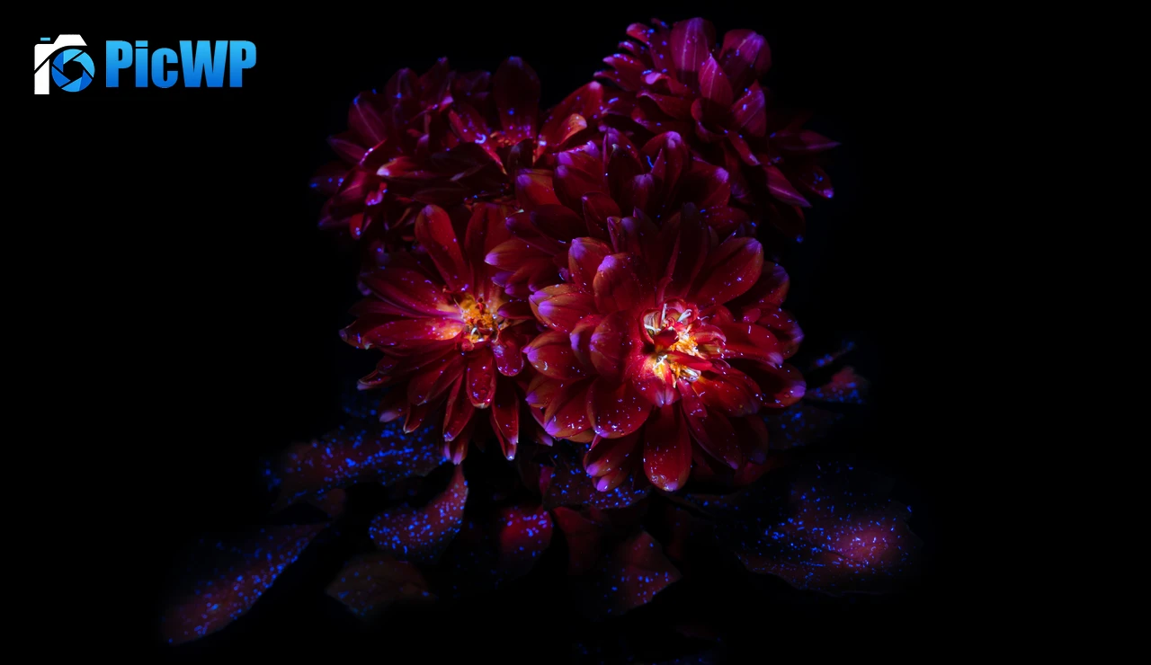 Chrysanthemum flowers Dark aesthetic 9K PC Wallpaper