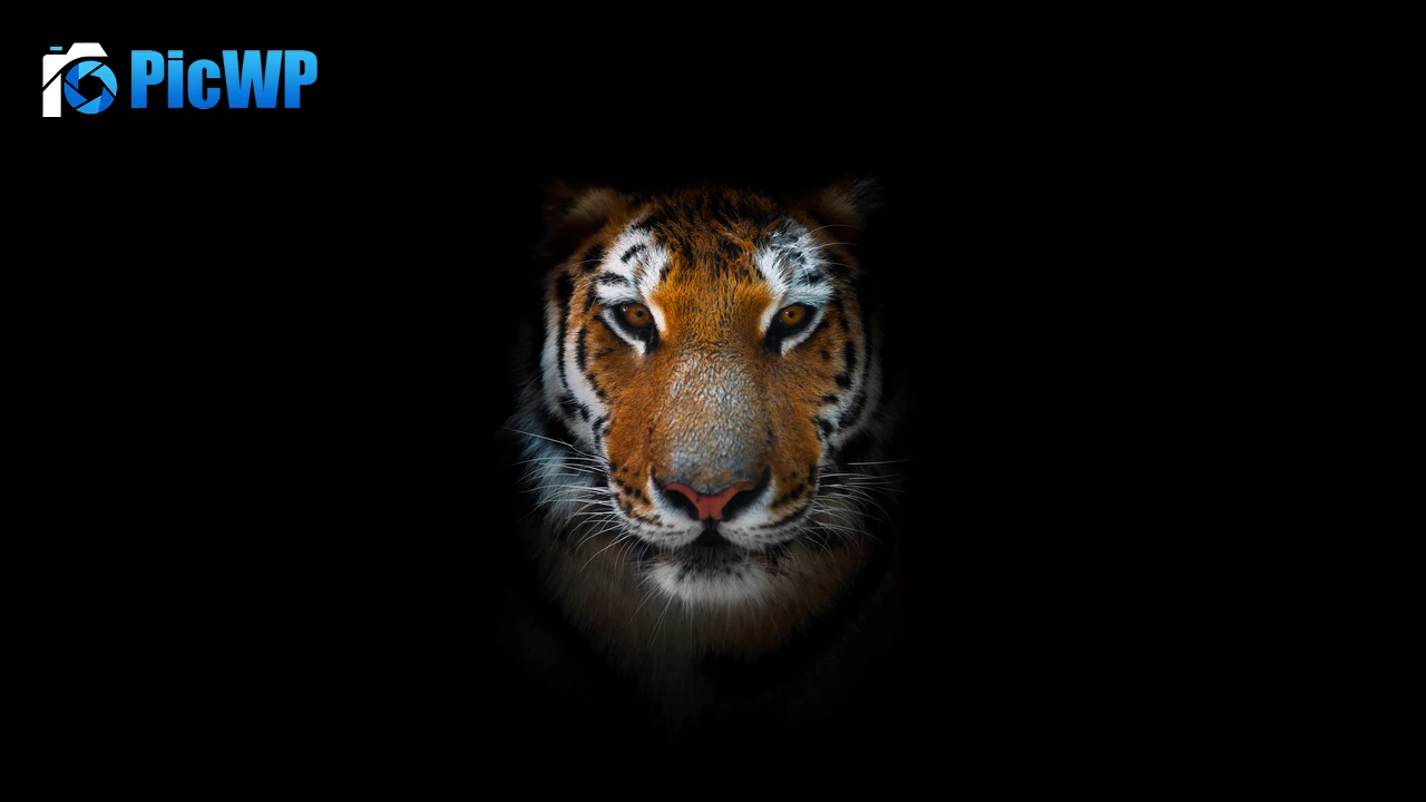 Tiger AMOLED 8K PC Wallpaper