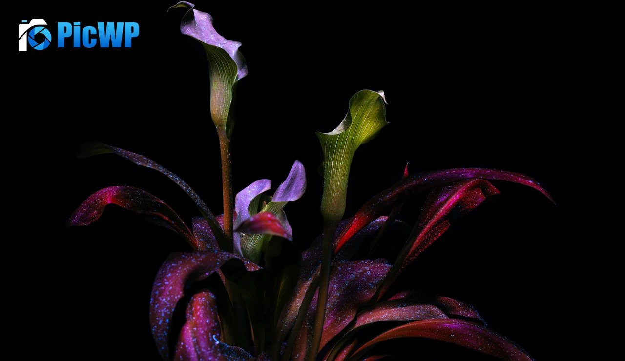 Calla lily Botanical 9K PC Wallpaper