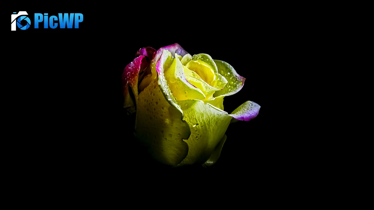 Rose flower AMOLED 8K PC Wallpaper