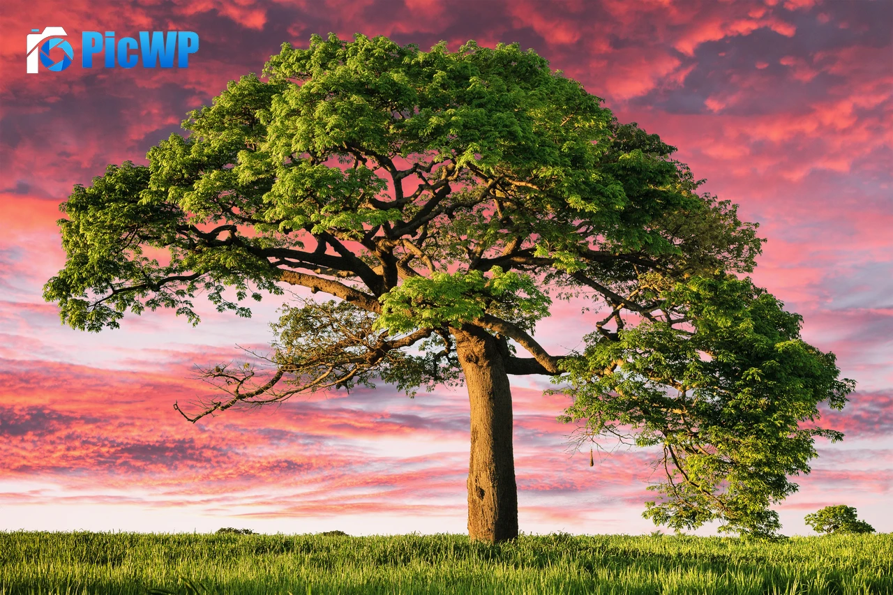 Lone tree Aesthetic 4K PC Wallpaper
