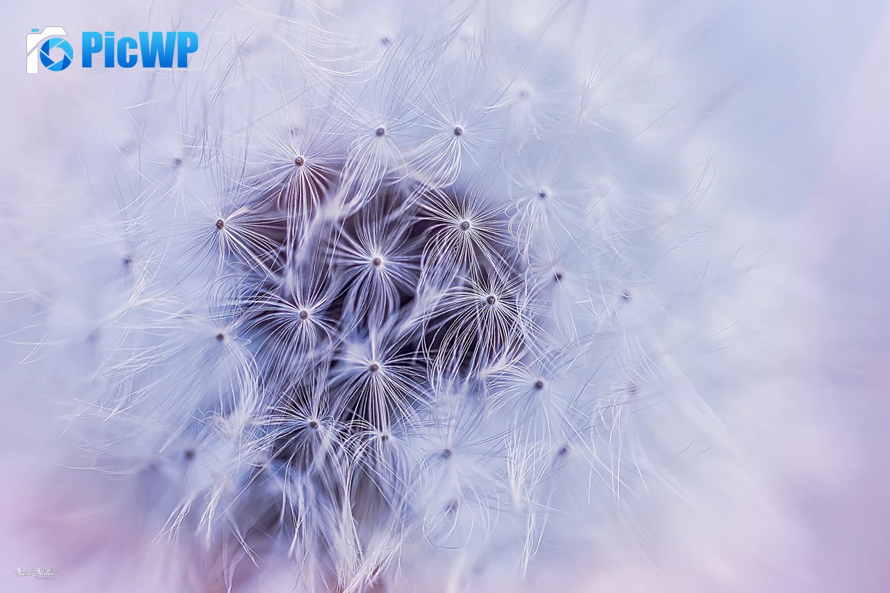 Dandelion flower White aesthetic 6K PC Wallpaper