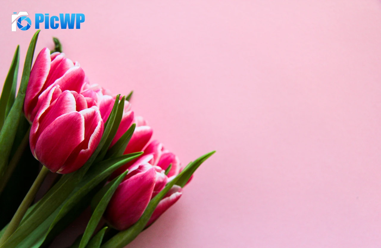 Pink Tulips Pink background 6K PC Wallpaper