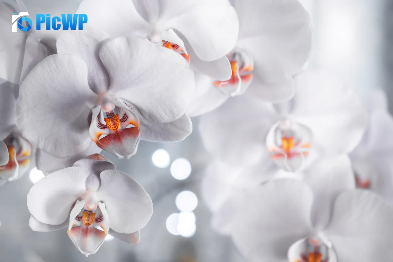 White Orchids White aesthetic 5K PC Wallpaper