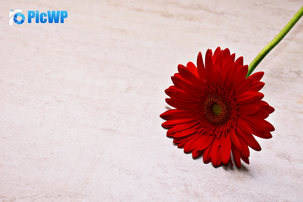 Red Gerbera Daisy Daisy flower 6K PC Wallpaper