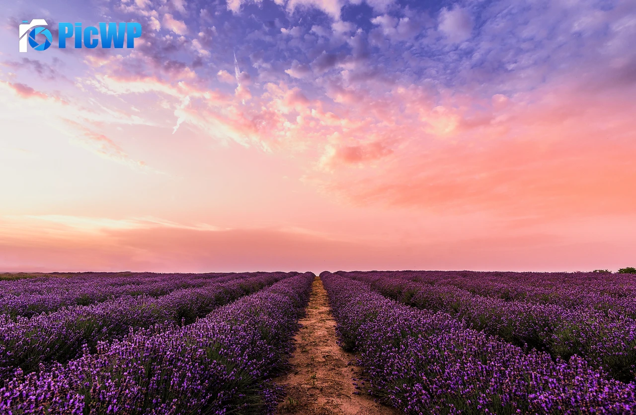 Lavender farm Pink sky 6K PC Wallpaper