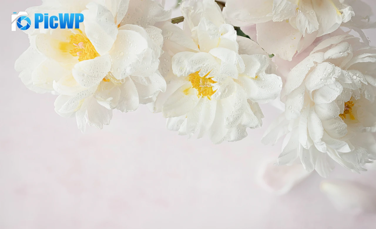 Peony flowers White peonies 7K PC Wallpaper