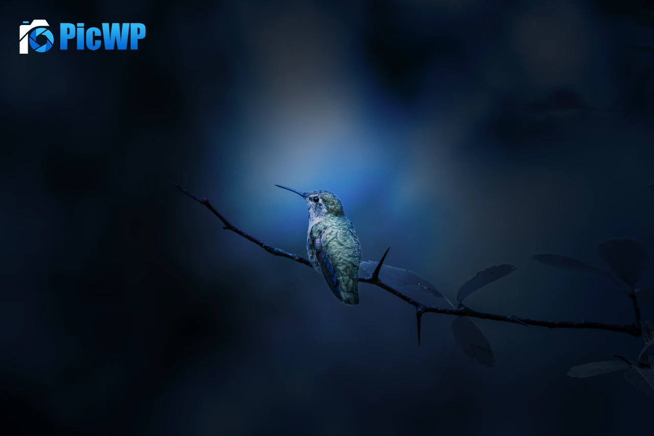 Hummingbird Branch 4K PC Wallpaper