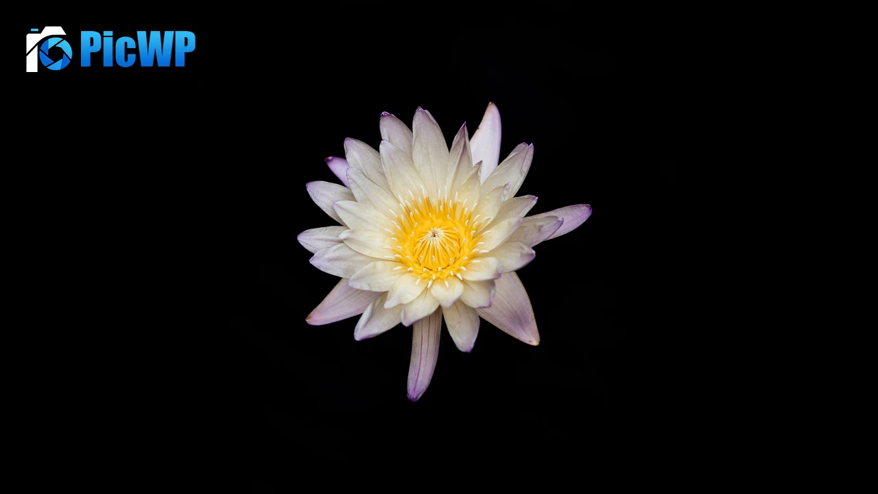 Water lily Lily flowers 8K PC Wallpaper