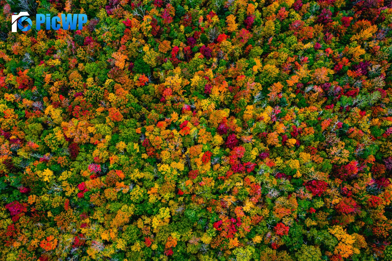 Autumn Forest Maple trees 6K PC Wallpaper