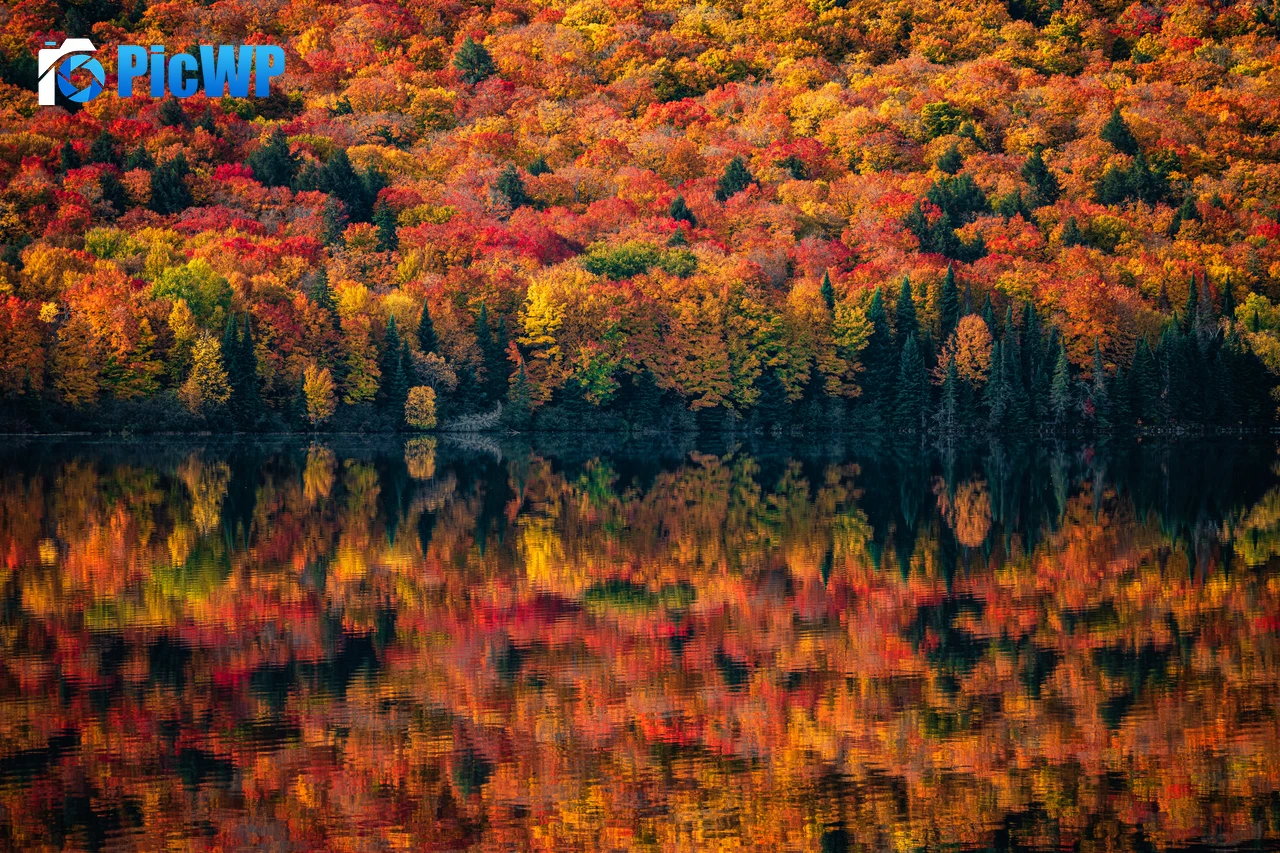 Algonquin Provincial Park Ontario 7K PC Wallpaper