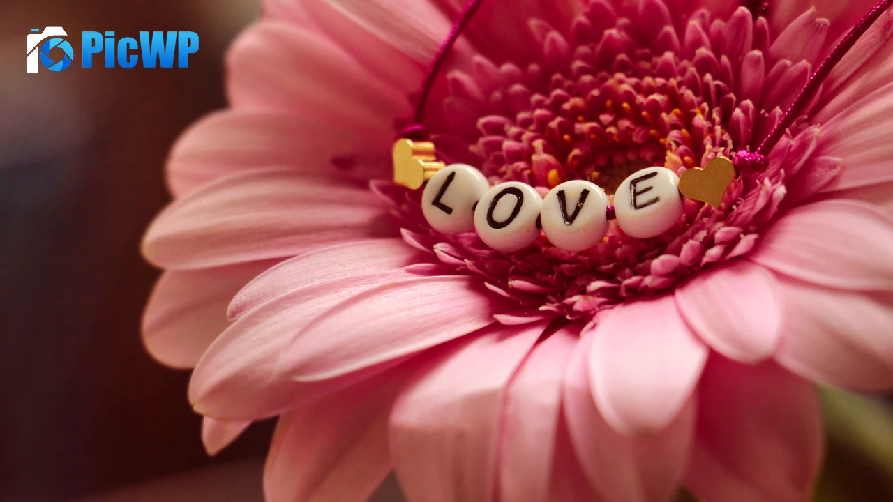 Love word Gerbera flower 6K PC Wallpaper