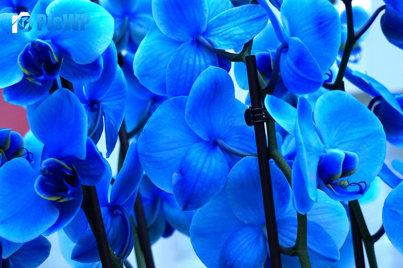 Blue orchids Orchid flowers 6K PC Wallpaper