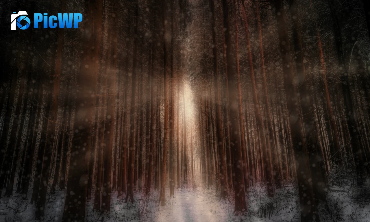 Winter forest Sunlight 6K PC Wallpaper