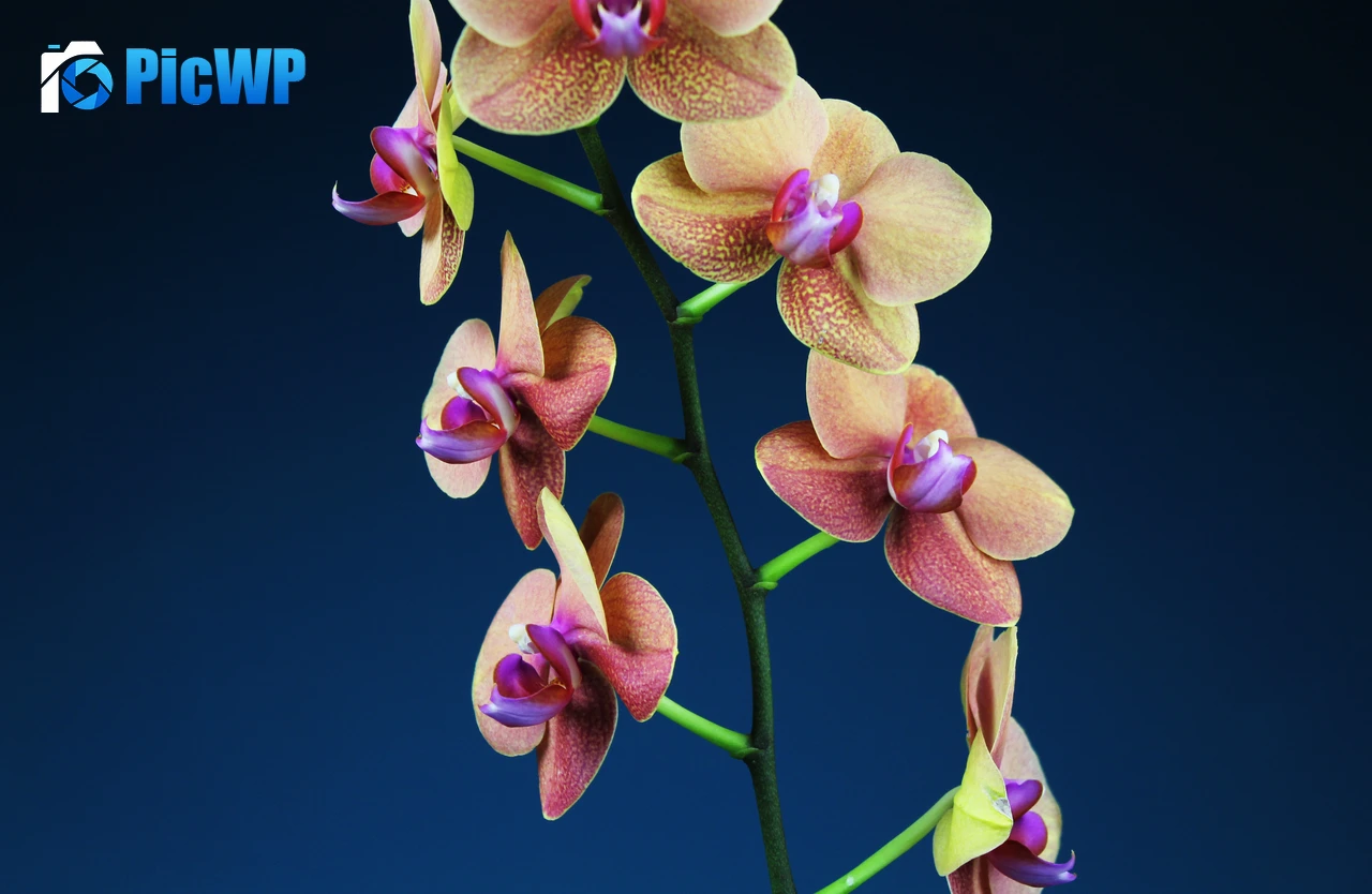 Orchid flowers Blue background 6K PC Wallpaper