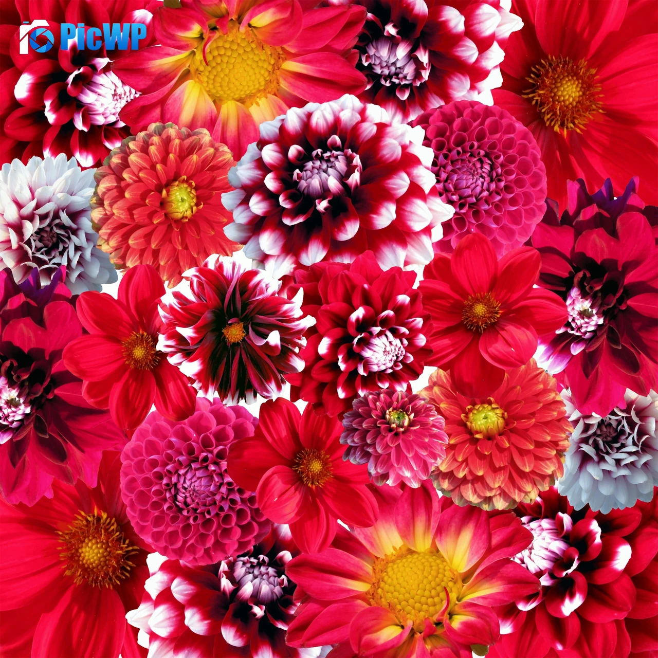Dahlia flowers Red flowers 4K Fold Wallpaper