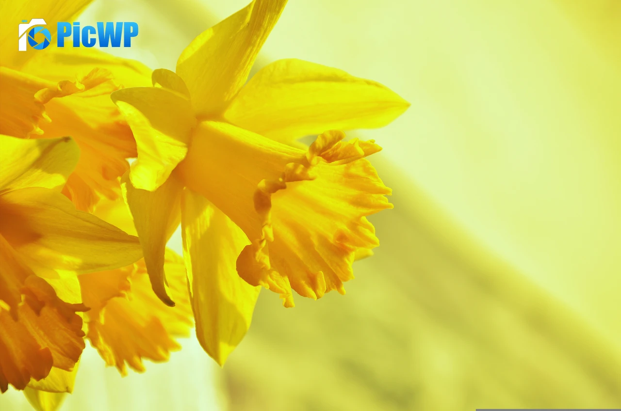 Daffodils Yellow flowers 5K PC Wallpaper