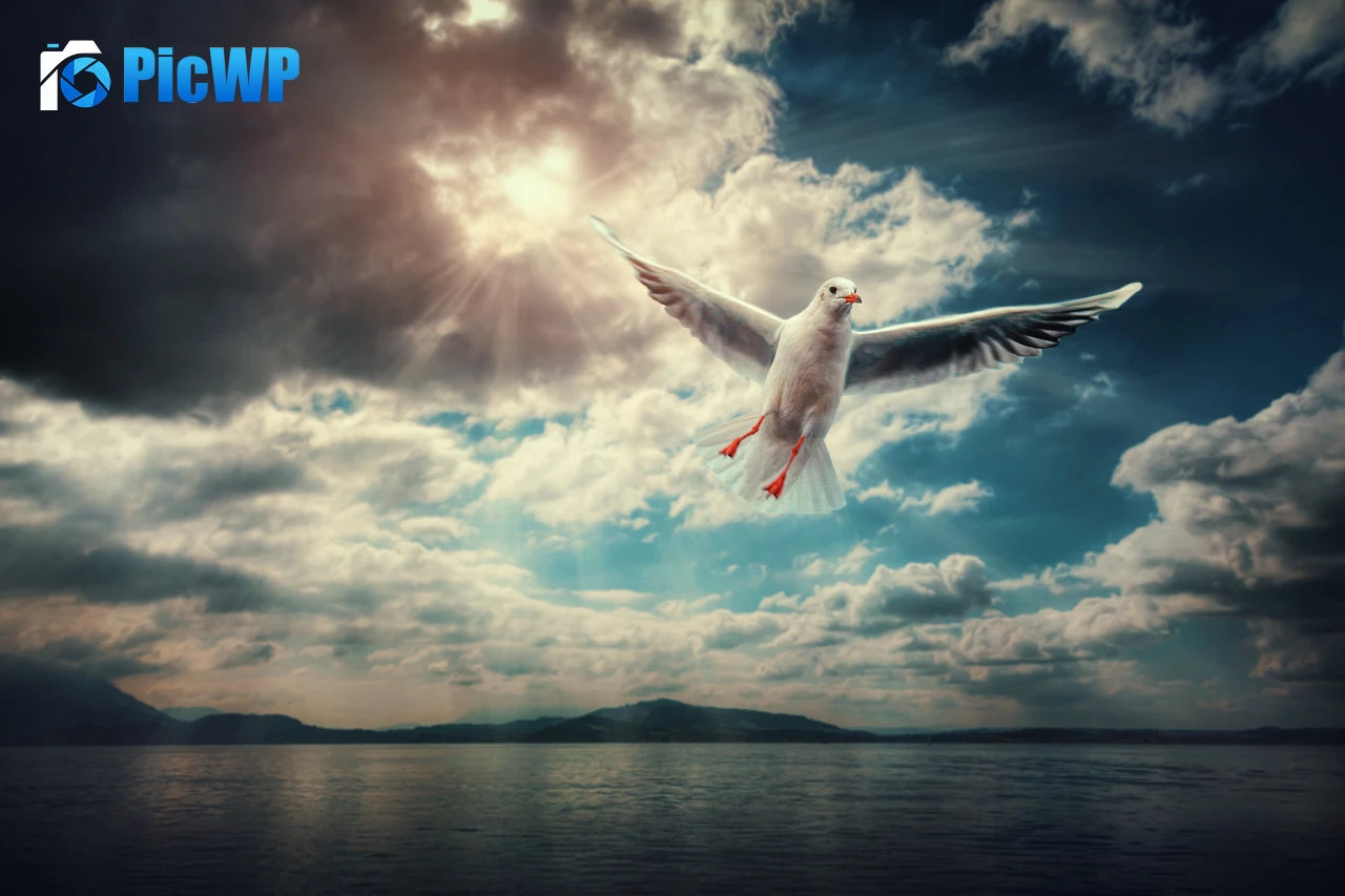 Seagull Sunlight 6K PC Wallpaper